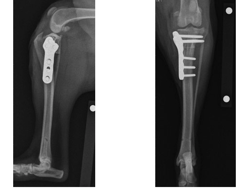 TPLO Surgery: Helping Dogs Get Back on Their Paws