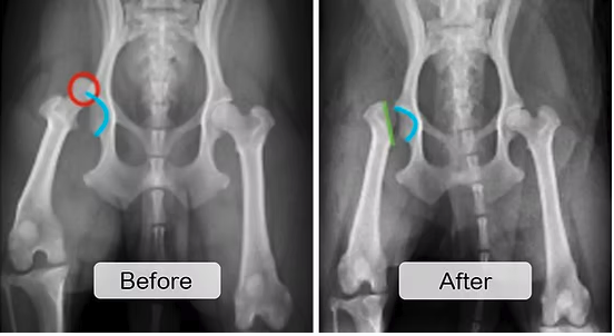 X-Rays vs. Ultrasounds: How We Find What’s Going On Inside Your Pet