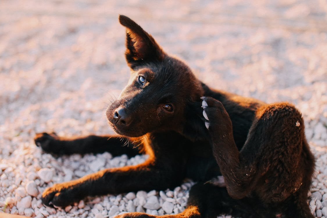 Dog Allergy Management: A Thoughtful, Long-Term Approach to Relief