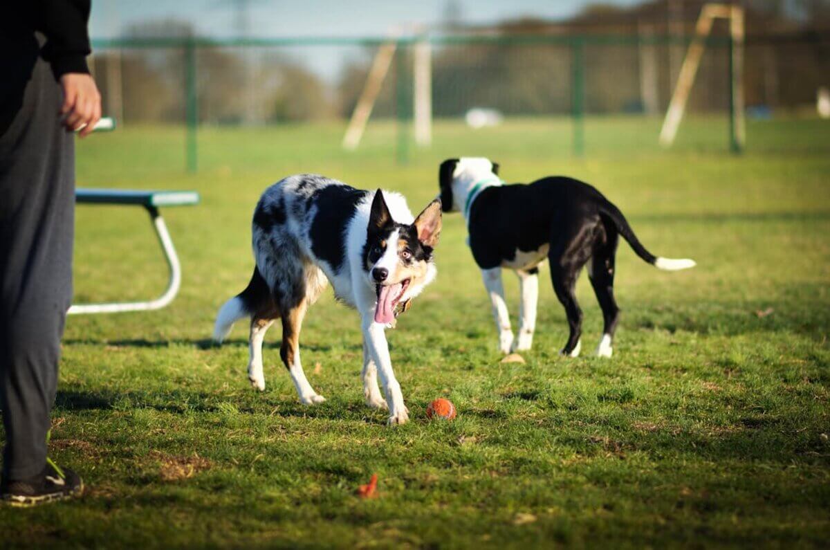 Visiting Dog Parks & Communal Dog Spaces