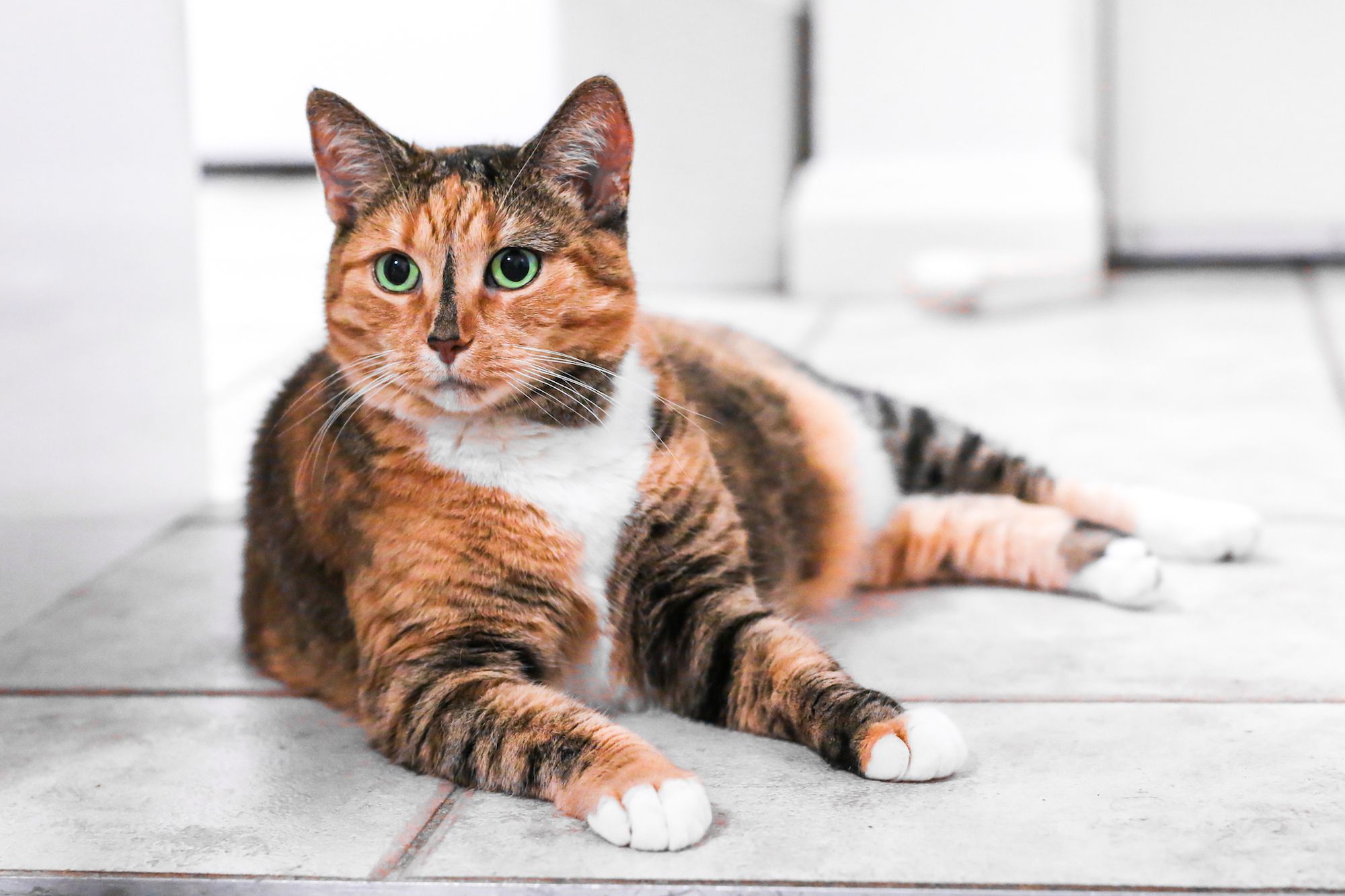 Why Is My Cat That Color?