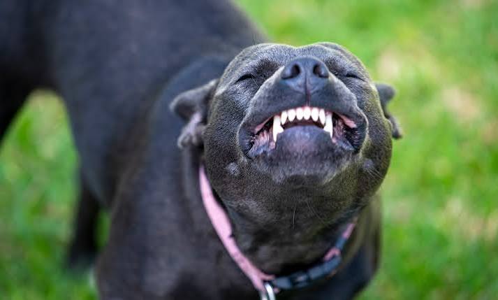 smiling dog