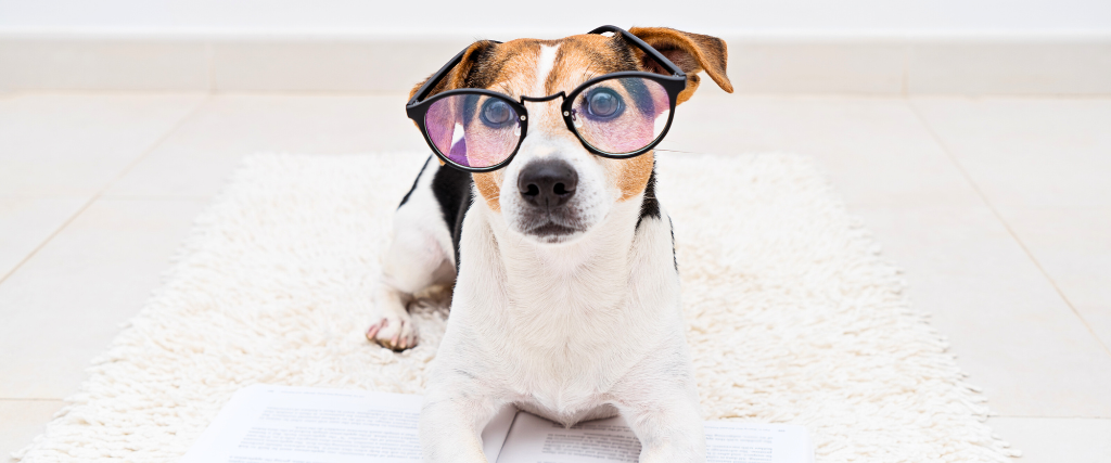 Dog with glasses and book