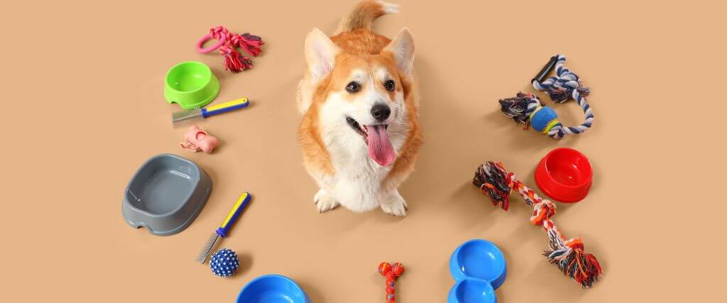 Dog surrounded by pet supplies, dog food bowl, dog toys, dog brush