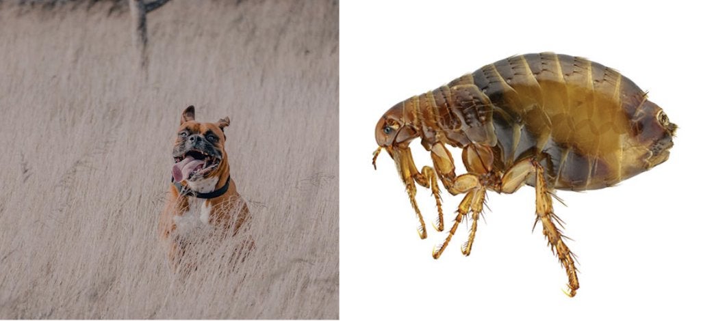 Dog Allergy Triggers