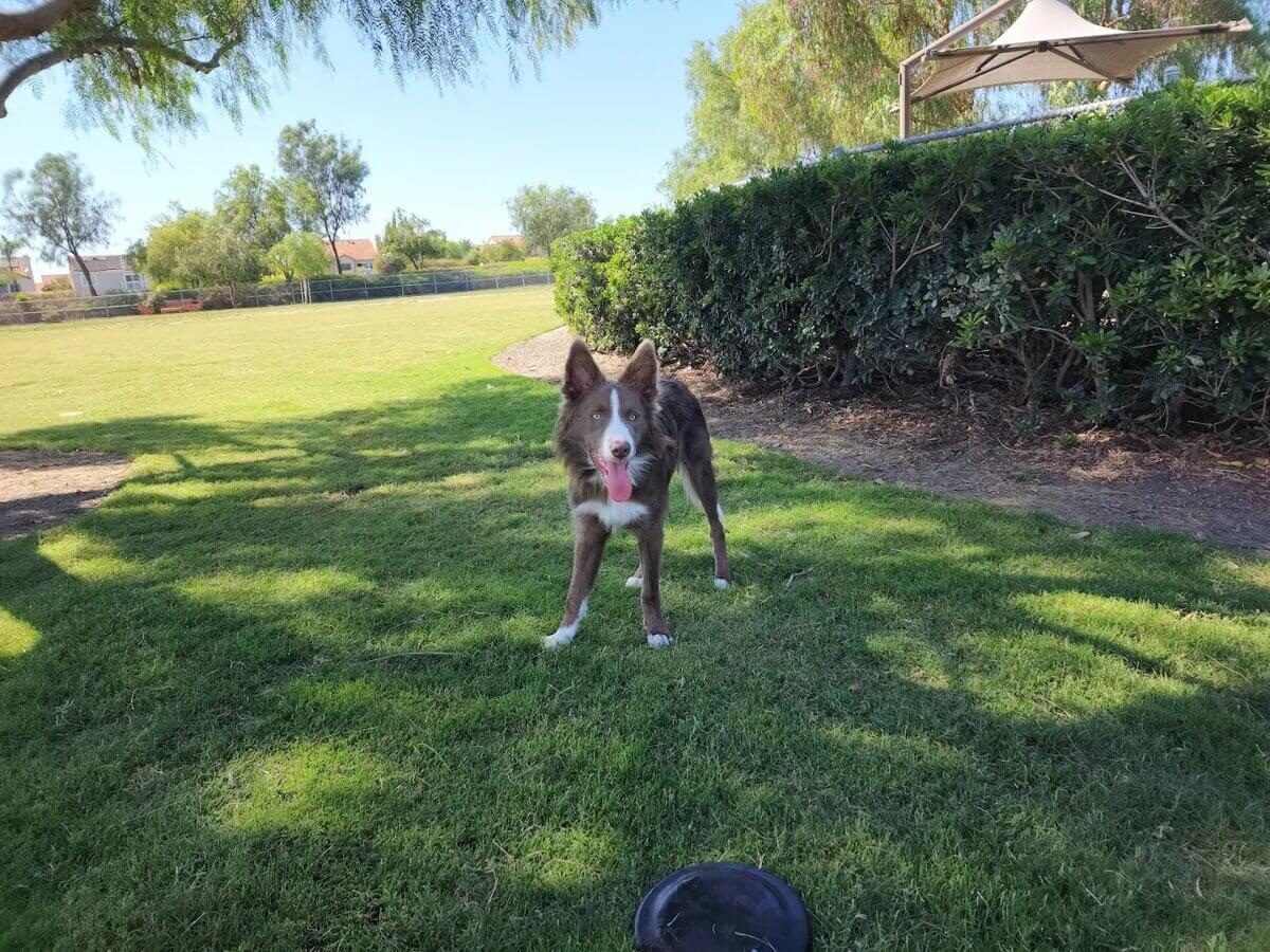 LA Paws Dog Park