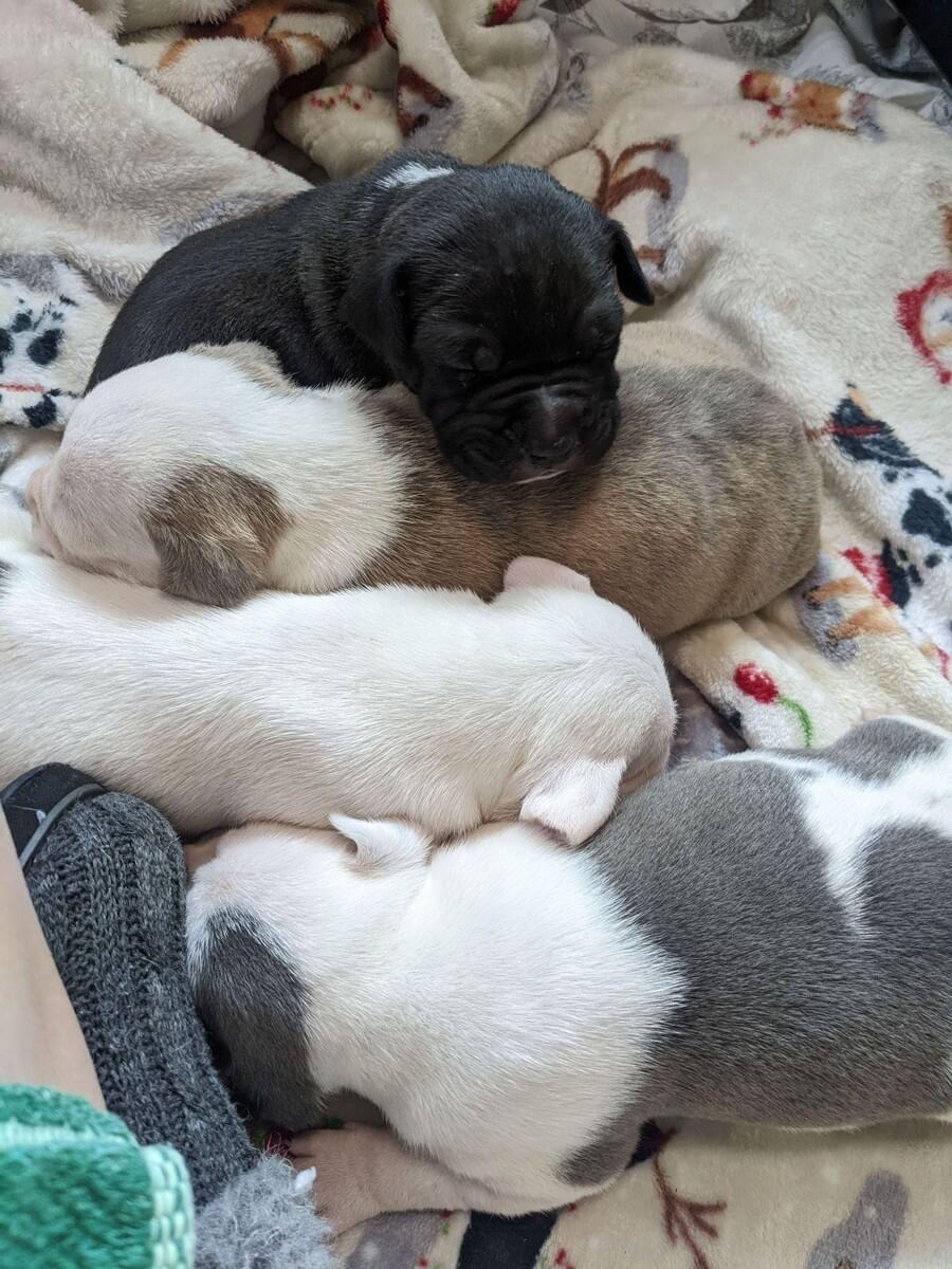 Rescue Kittens