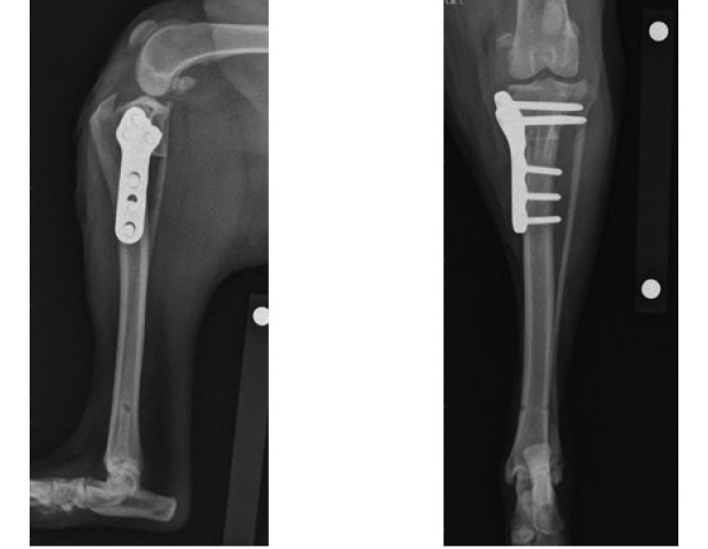 TPLO Surgery: Helping Dogs Get Back on Their Paws