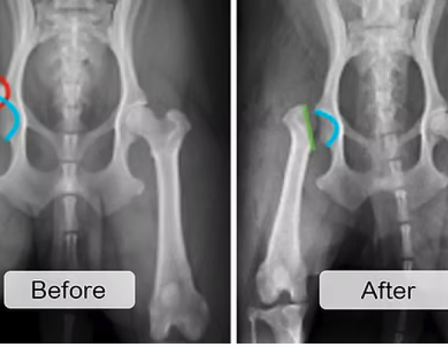 X-Rays vs. Ultrasounds: How We Find What’s Going On Inside Your Pet