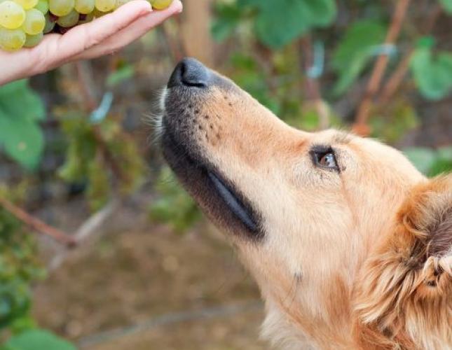 When Bells Ate Grapes, and Why Extended Hours Matter