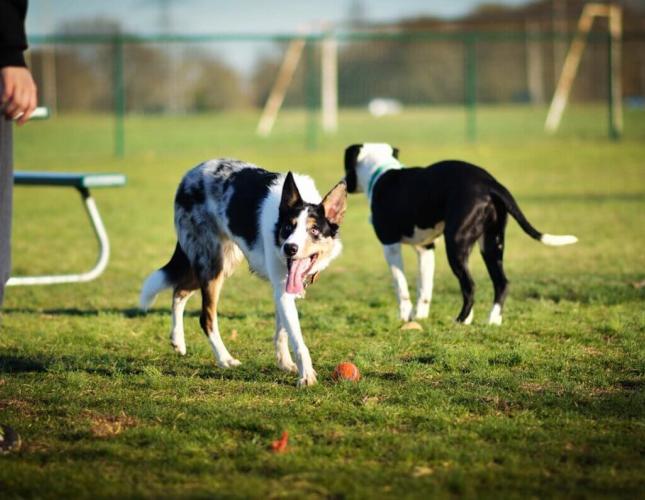 Visiting Dog Parks & Communal Dog Spaces