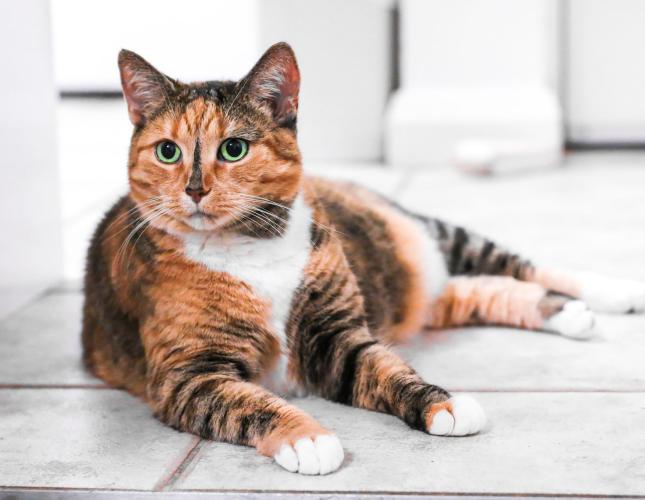 Why Is My Cat That Color?