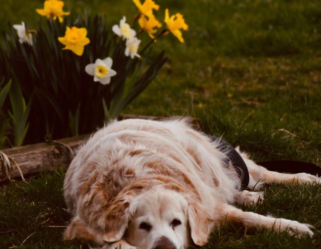 The Weigh-In: Is Your Pet Too Heavy?