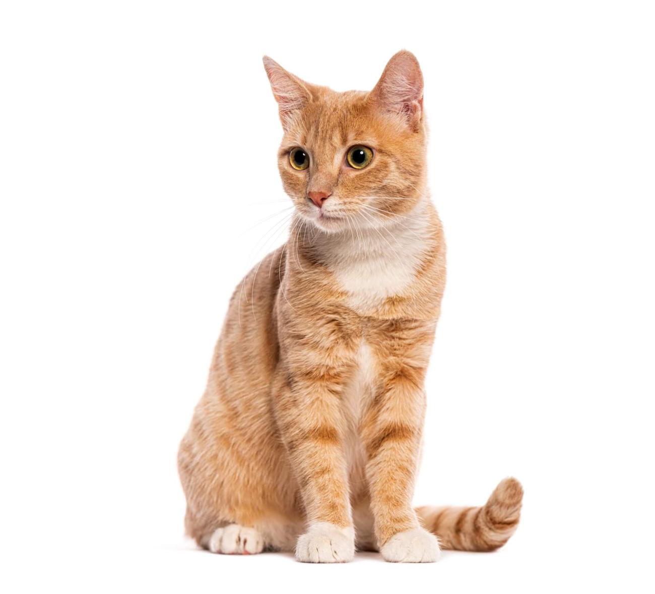 Cat Veterinarian in Orange County